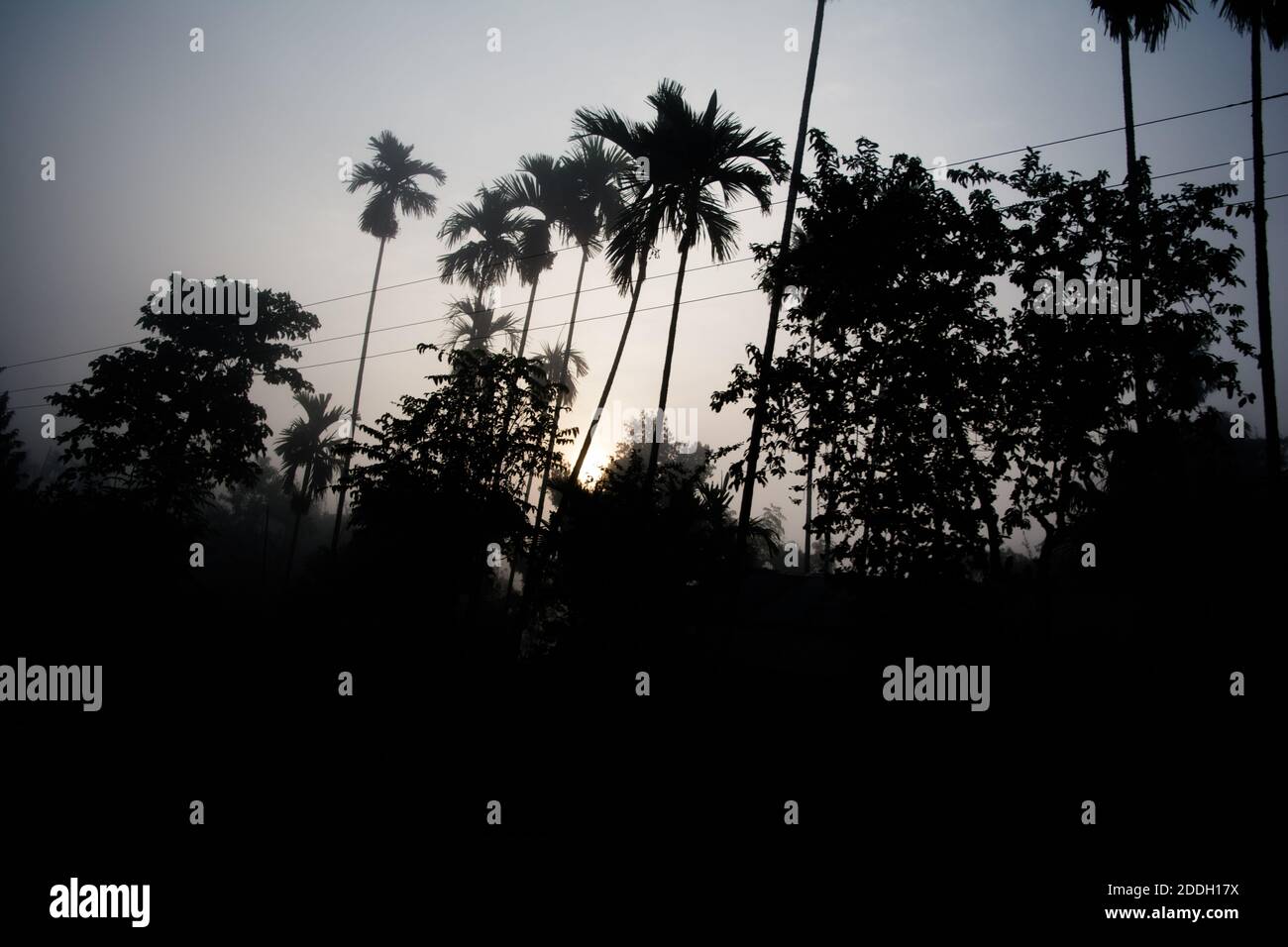 Evergreen rainforest mountains captured during an early foggy morning
