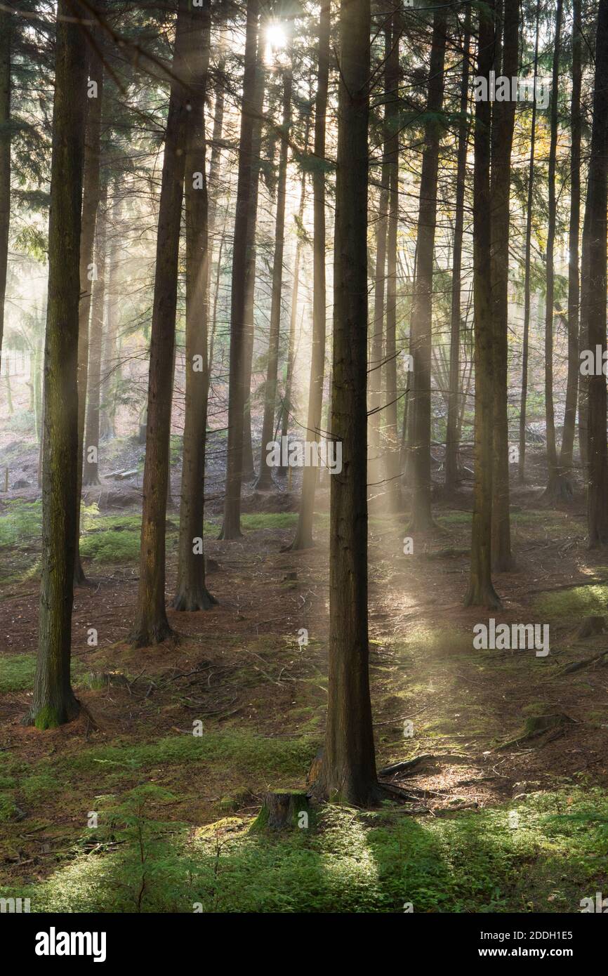 sun rays streaming through mist in forest plantation of Hemlock trees, tall, grown for timber. Sussex, UK, November Stock Photo