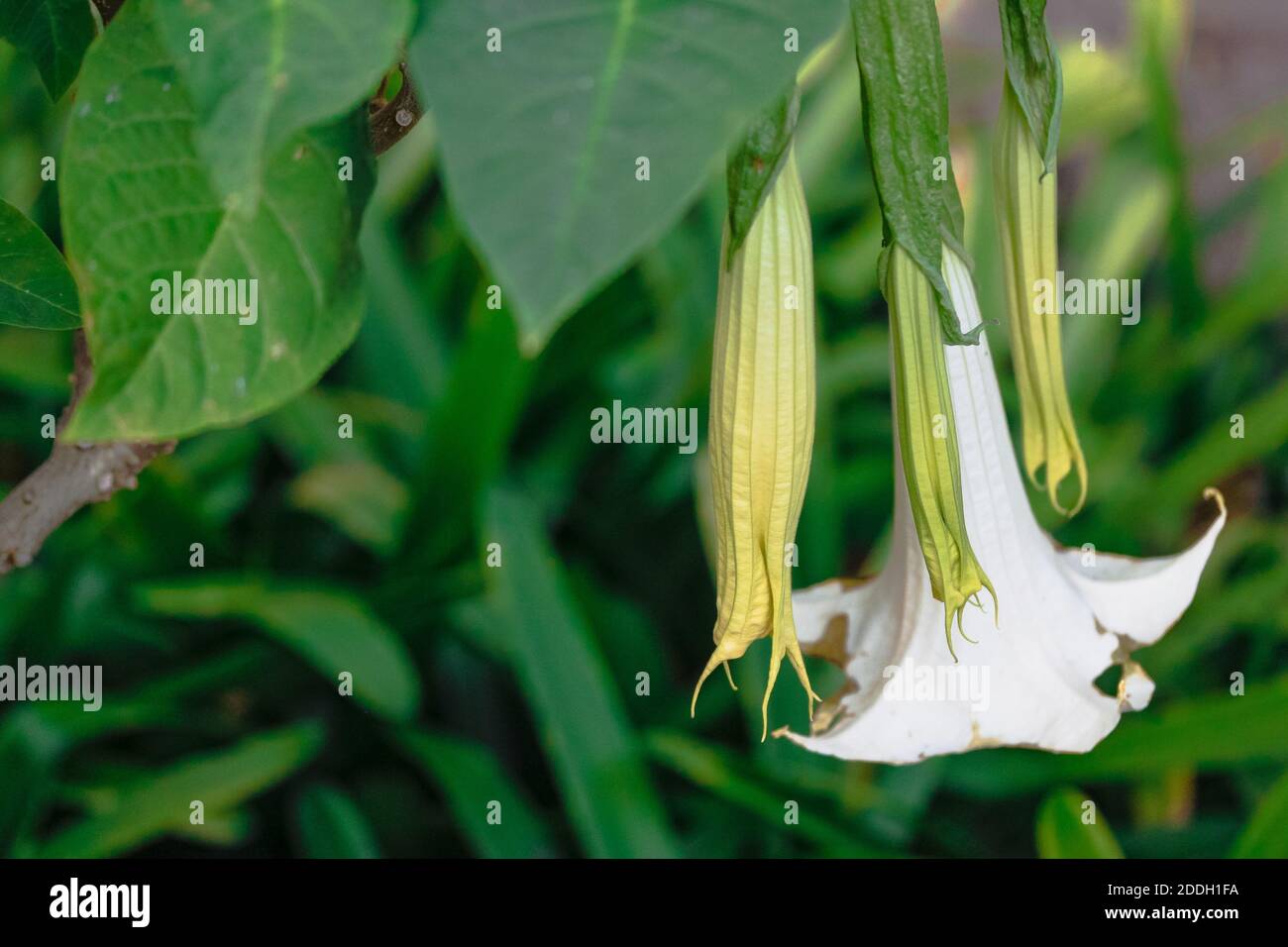 A closeup shot of a blooming Angel's trumpets flower with a fresh summer foliage Stock Photo