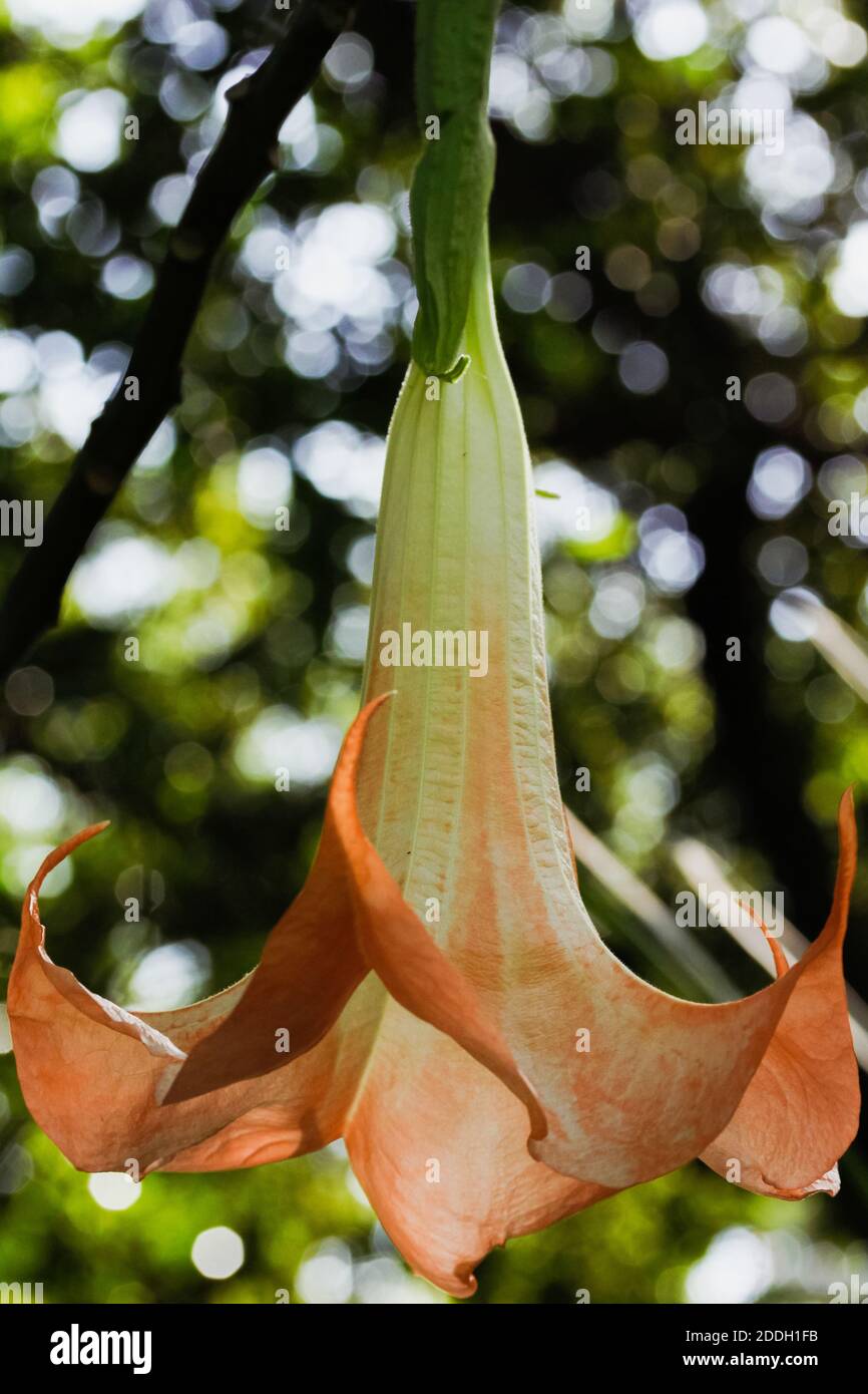 A closeup vertical shot of a blooming Angel's trumpets flower with a nature bokeh background Stock Photo
