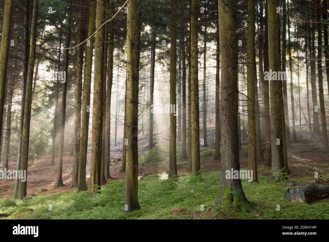 sun rays streaming through mist in forest plantation of Hemlock trees, tall, grown for timber. Sussex, UK, November Stock Photo