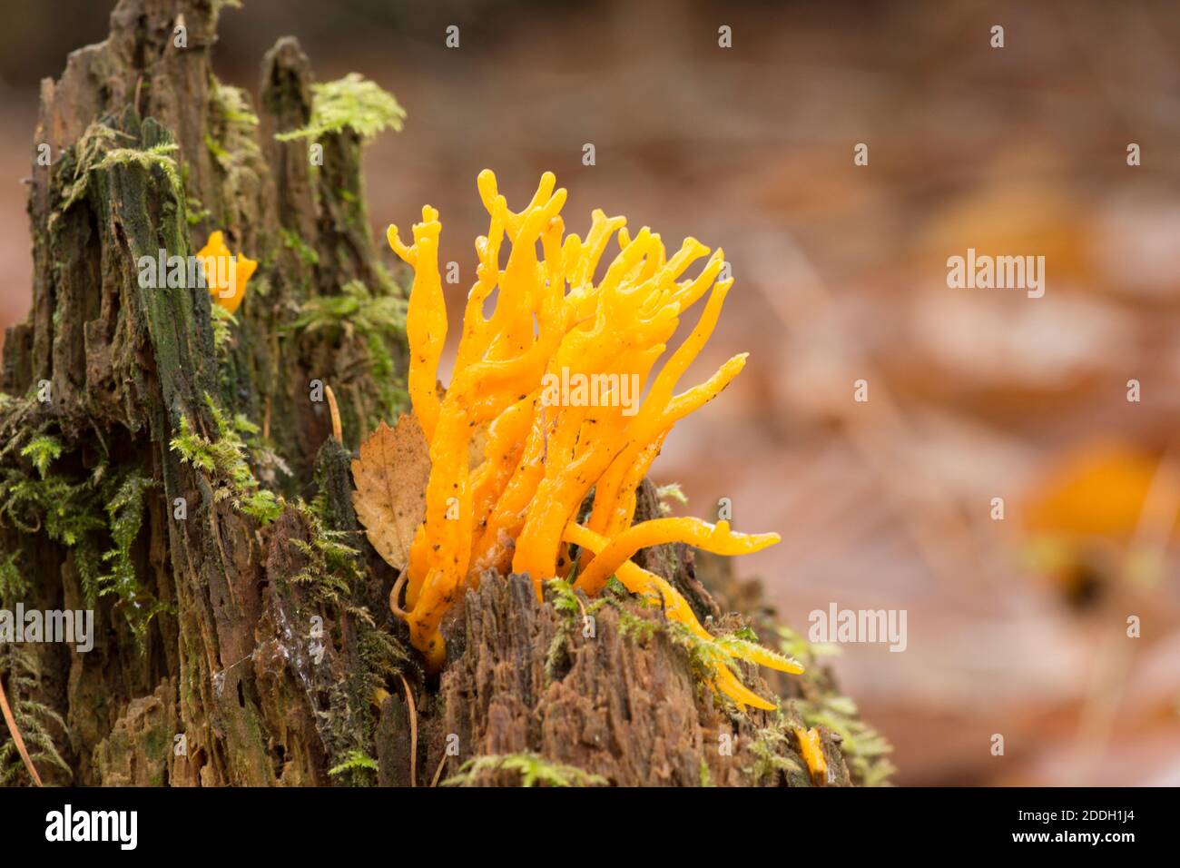 Yellow Stag's horn, fungus on mossy tree stump, Calocera viscosa, Sussex, UK, November Stock Photo