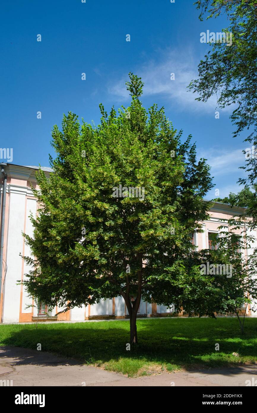 Linden tree house hires stock photography and images Alamy