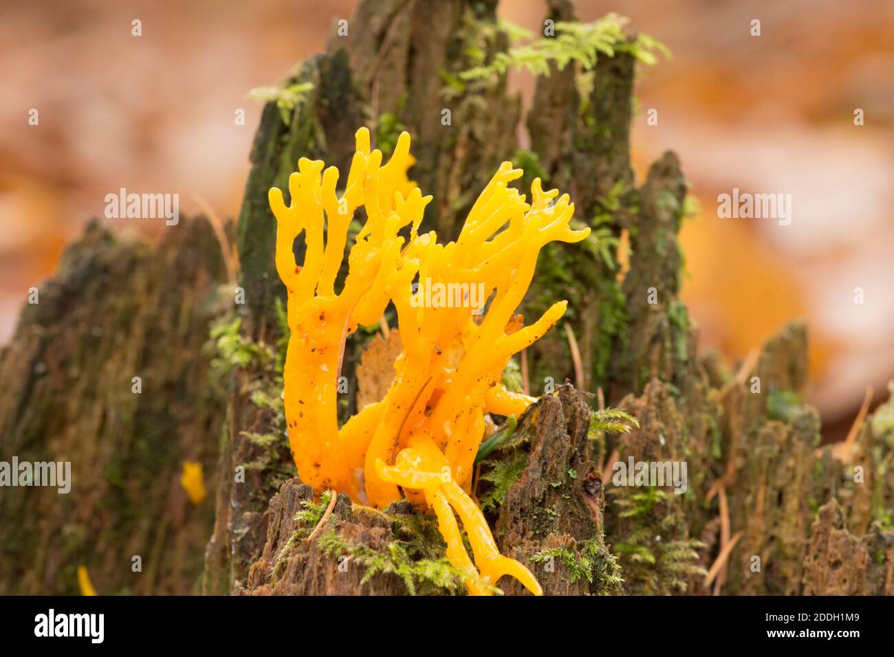 Yellow Stag's horn, fungus on mossy tree stump, Calocera viscosa
