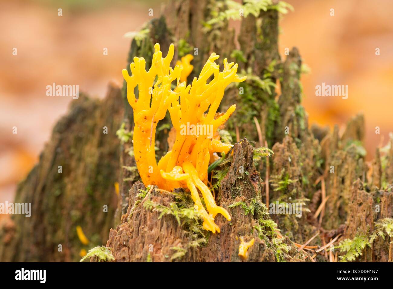 Yellow Stag's horn, fungus on mossy tree stump, Calocera viscosa, Sussex, UK, November Stock Photo