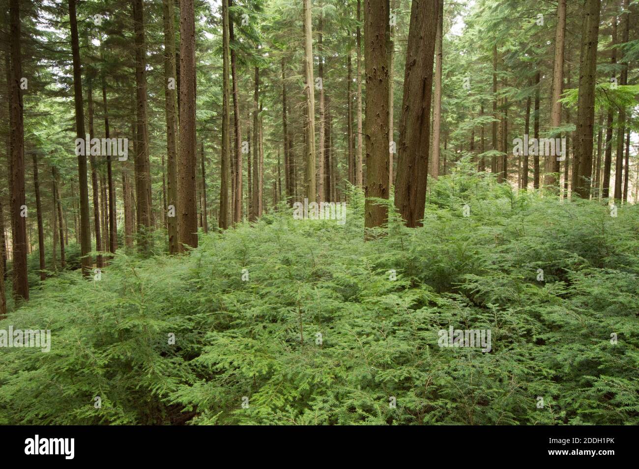 forest plantation of Hemlock trees, tall, grown for timber. Sussex, UK, November Stock Photo