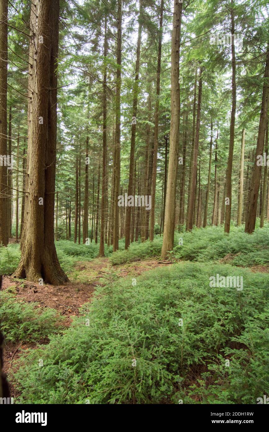 forest plantation of Hemlock trees, tall, grown for timber. Sussex, UK, November Stock Photo