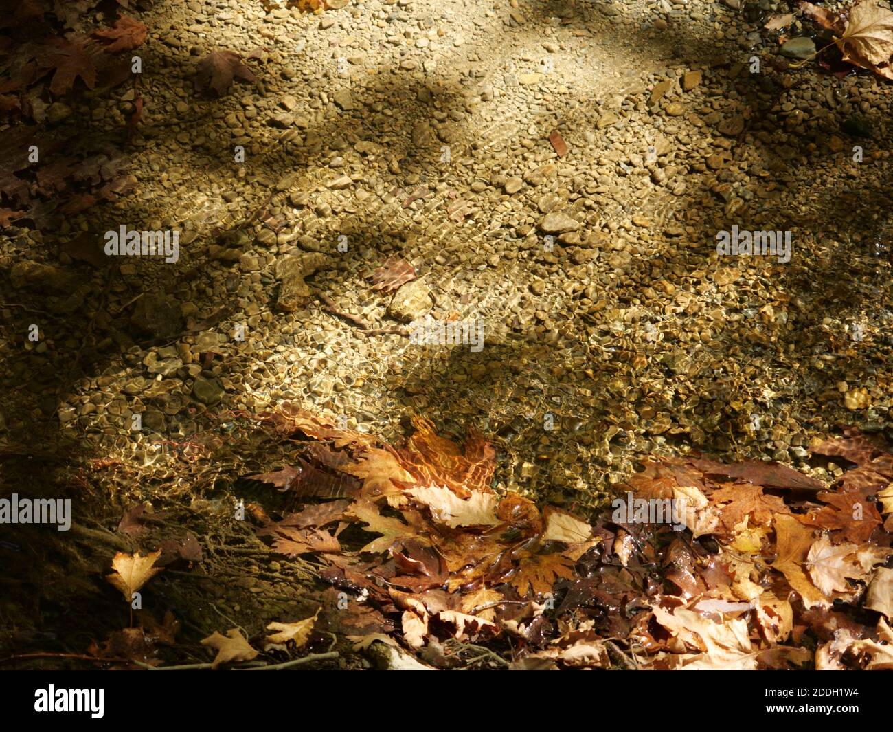 A high angle shot of dried autumn leaves on a water surface under ...