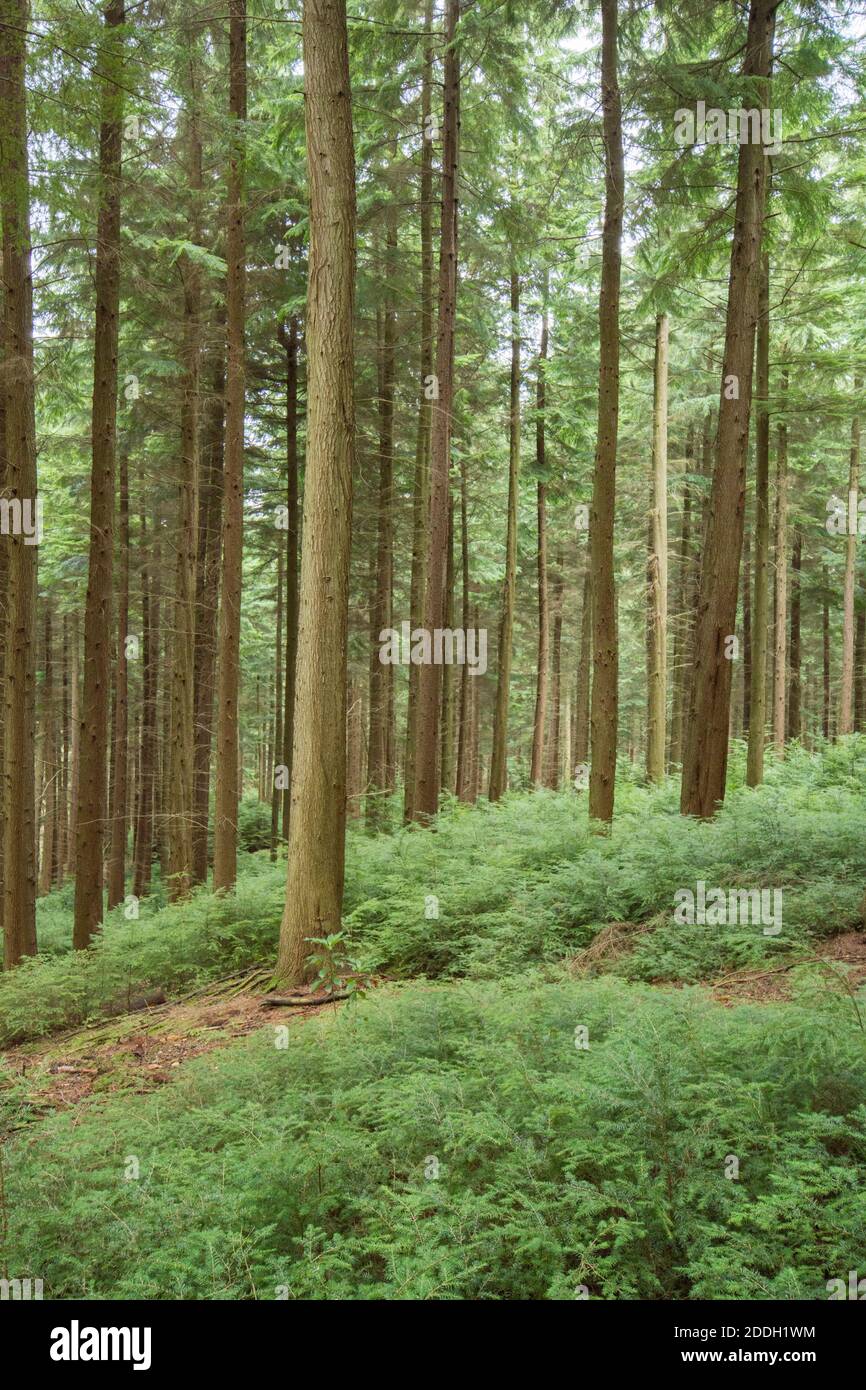 forest plantation of Hemlock trees, tall, grown for timber. Sussex, UK, November Stock Photo