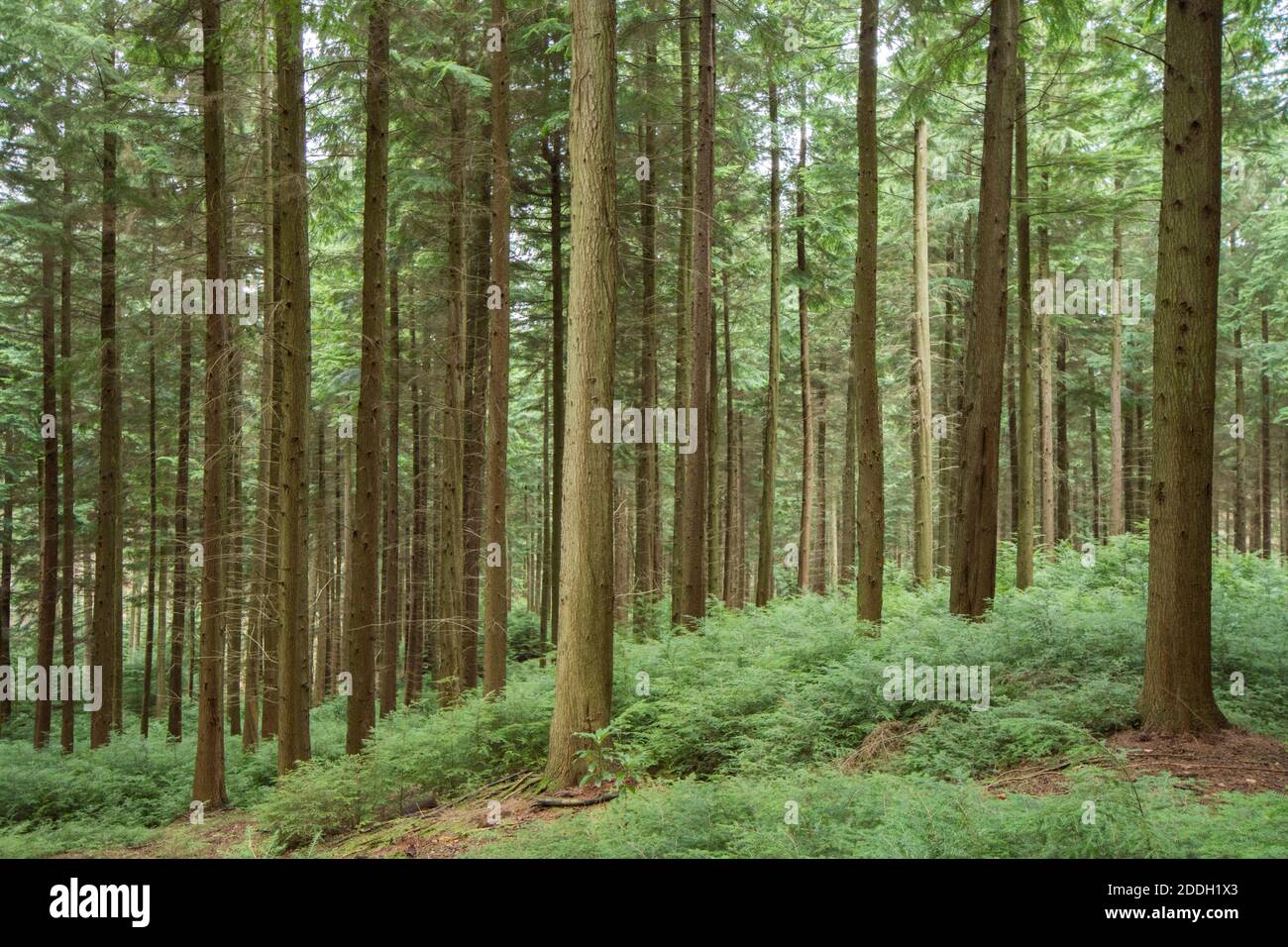 forest plantation of Hemlock trees, tall, grown for timber. Sussex, UK, November Stock Photo