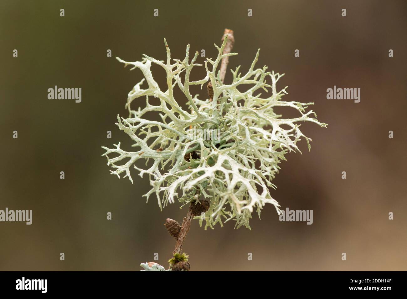 Ramalina farinacea, lichen on twig, simple close-up, November, UK Stock Photo