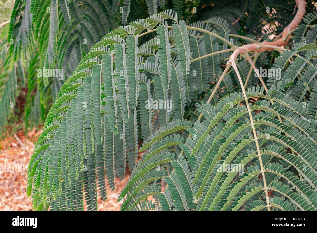 Colville's glory, (colvillea racemosa), green leaves close view Stock Photo