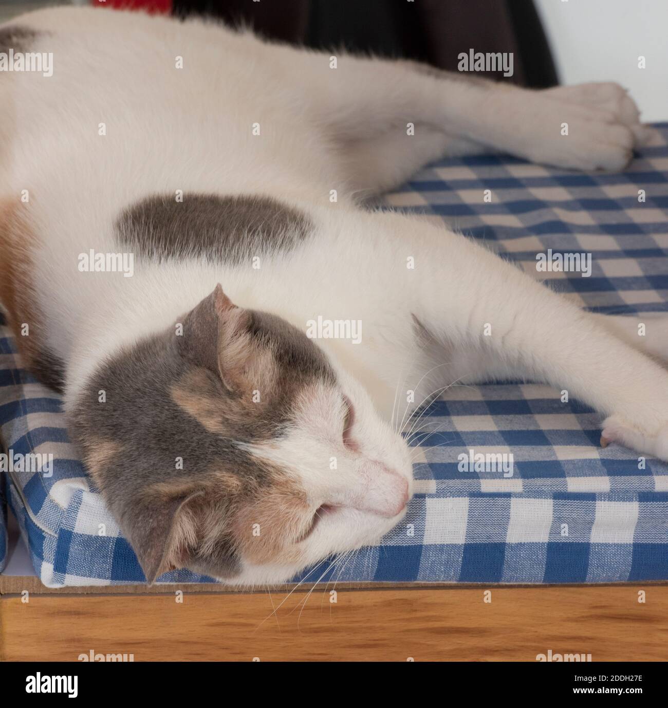 Closeup of cute domestic house cat felis catus relaxing indoor at home lying on chair Stock Photo