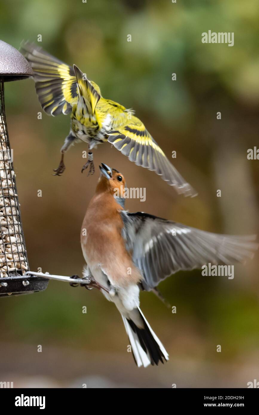 Siskin and Chaffinch Fighting on a Bird Feeder 001 Stock Photo