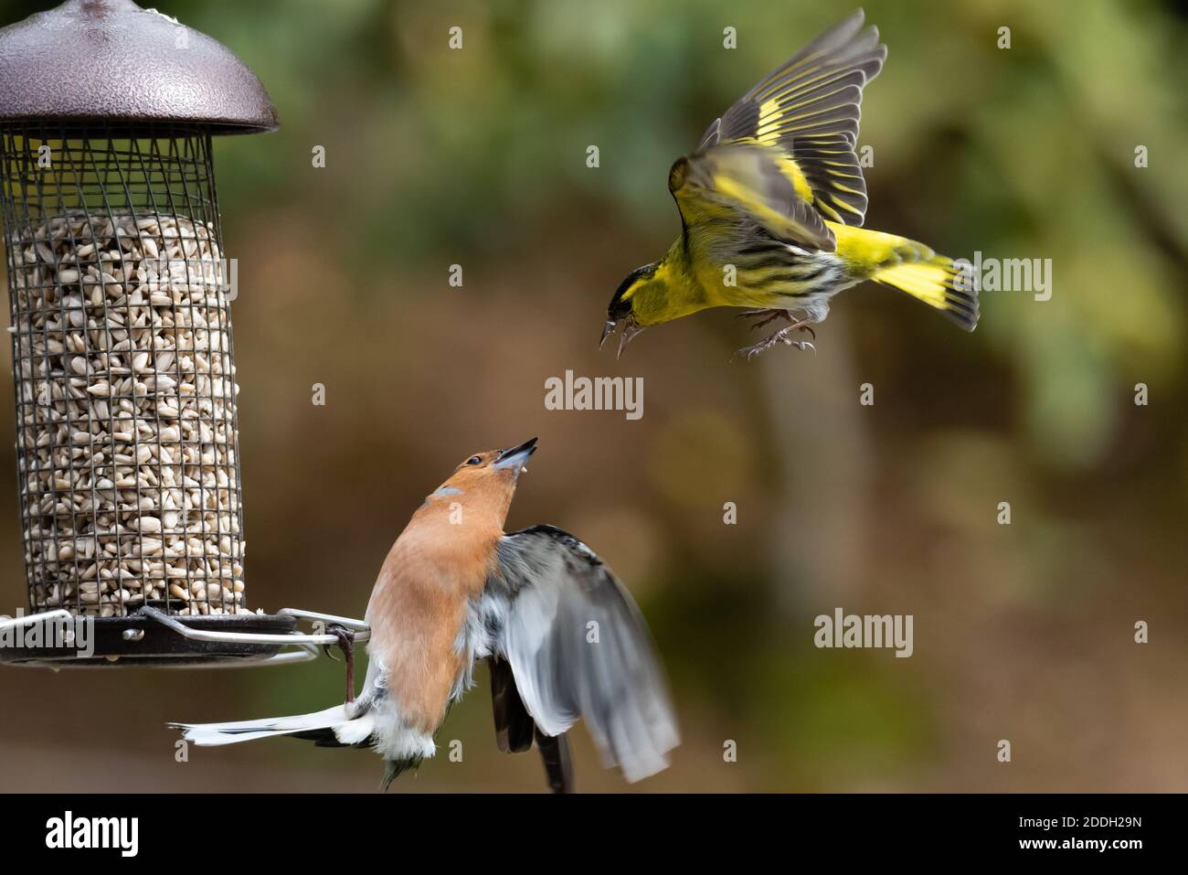 Siskin and Chaffinch Fighting on a Bird Feeder 002 Stock Photo