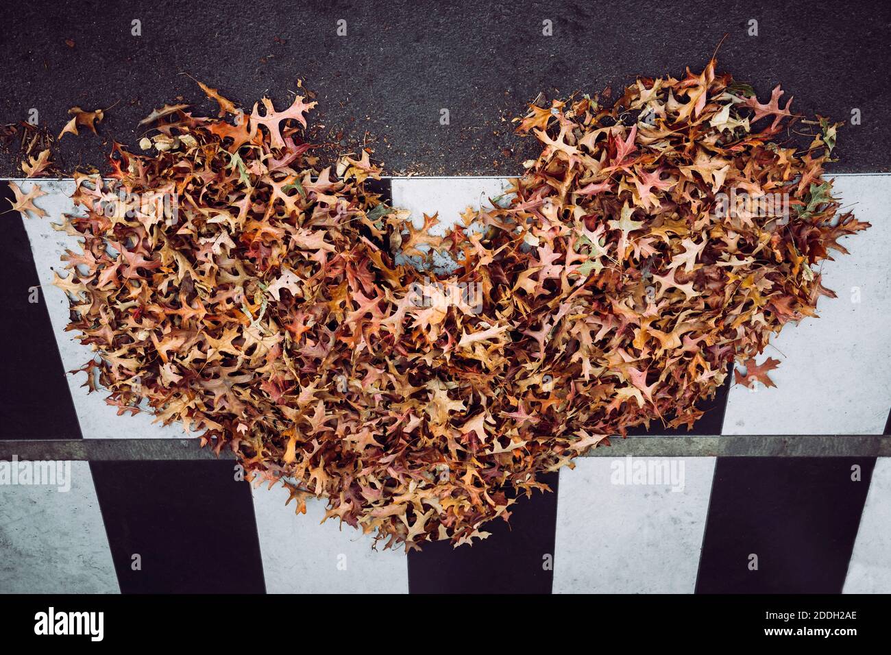 Leaves naturally arranged into a heart shape by the wind. Stock Photo
