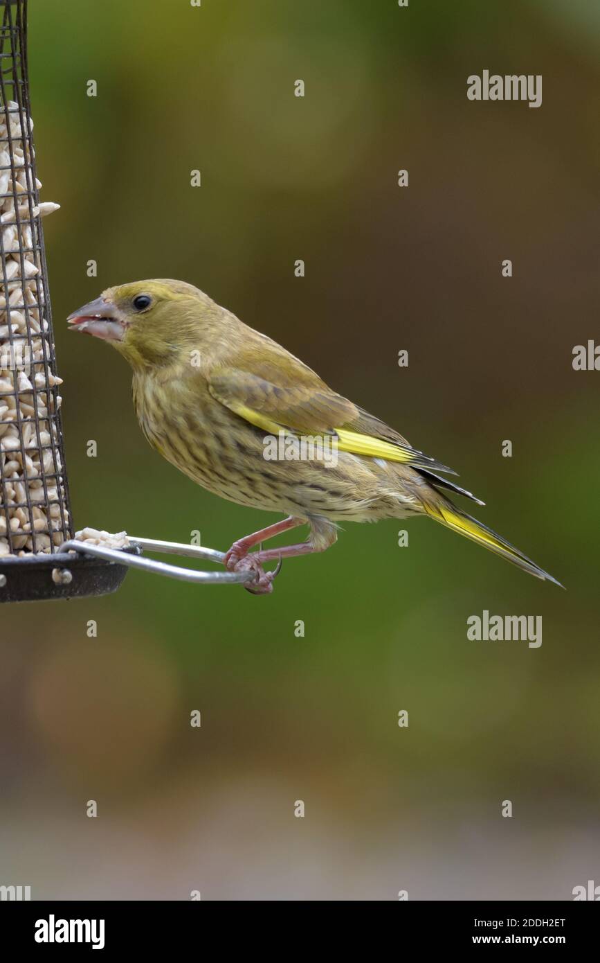 Young Greenfinch on a Bird Feeder Stock Photo Alamy