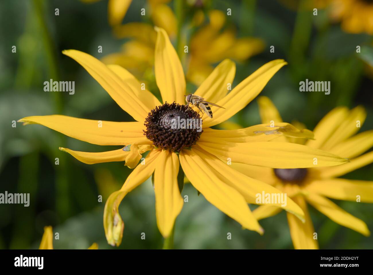 Yellow flower with small bee looking for pollen Stock Photo - Alamy