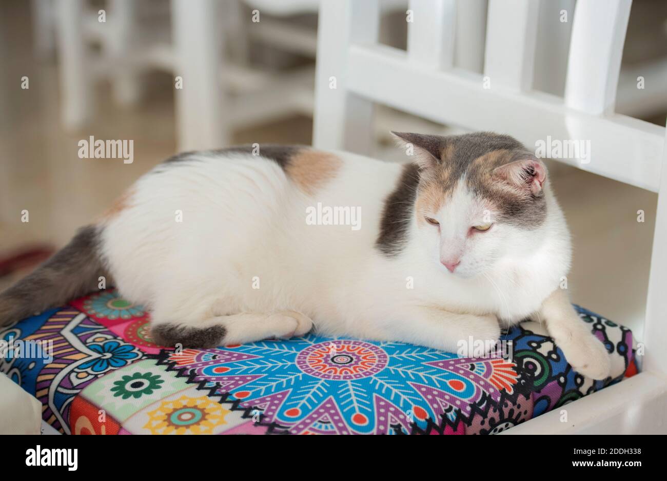 Closeup of cute domestic house cat felis catus relaxing indoor at home lying on chair Stock Photo