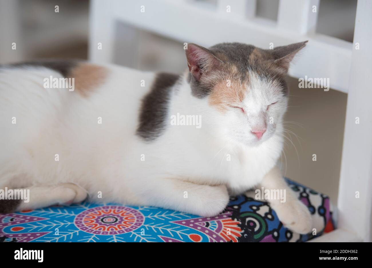 Closeup of cute domestic house cat felis catus relaxing indoor at home lying on chair Stock Photo
