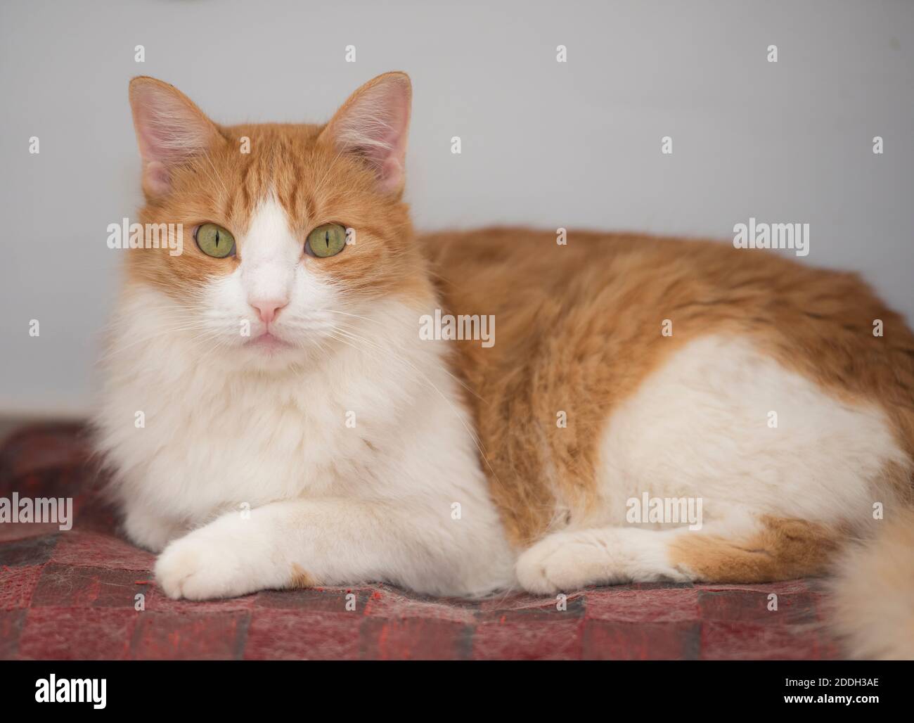 Closeup of cute domestic ginger house cat felis catus relaxing indoor