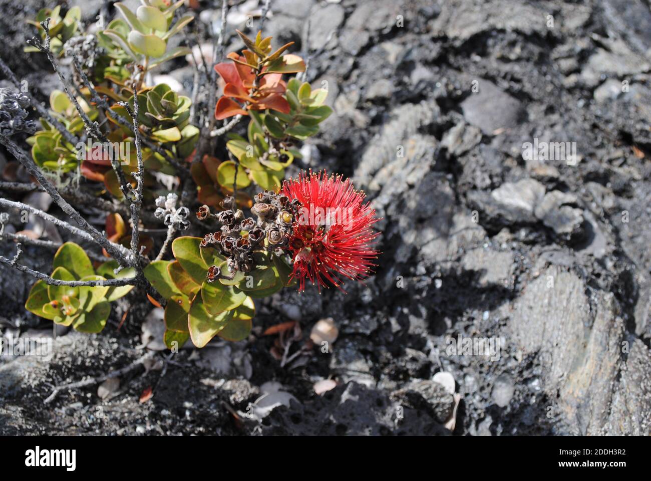 Flower growing in lava Stock Photo Alamy