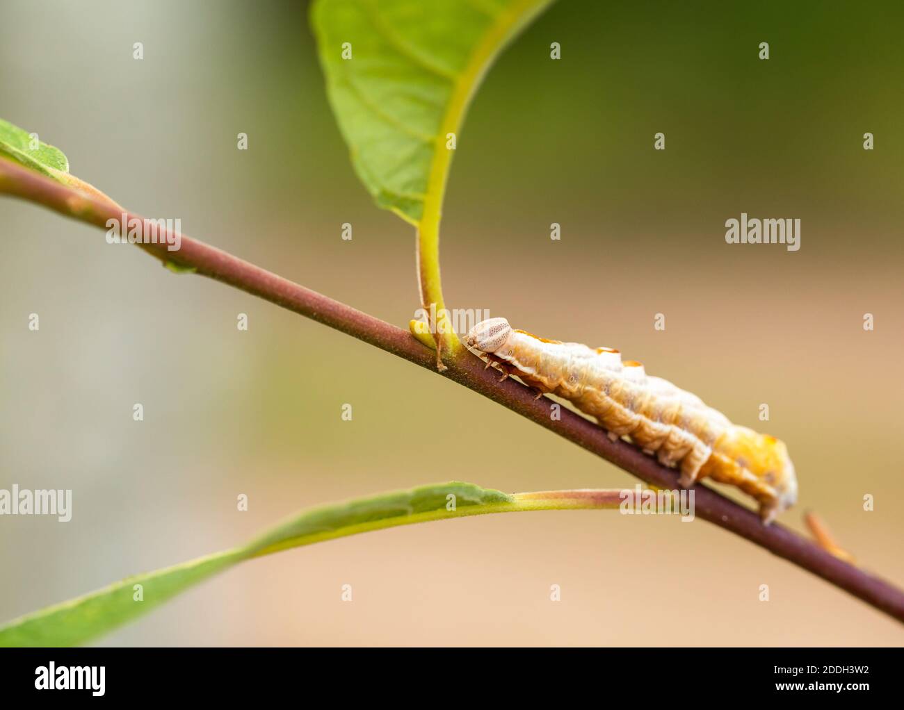 Notodonta ziczac Stock Photo