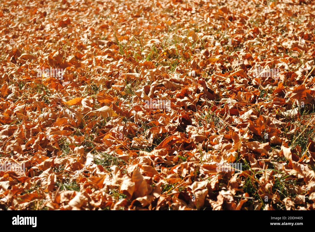 Leaves covering the ground hi-res stock photography and images - Alamy