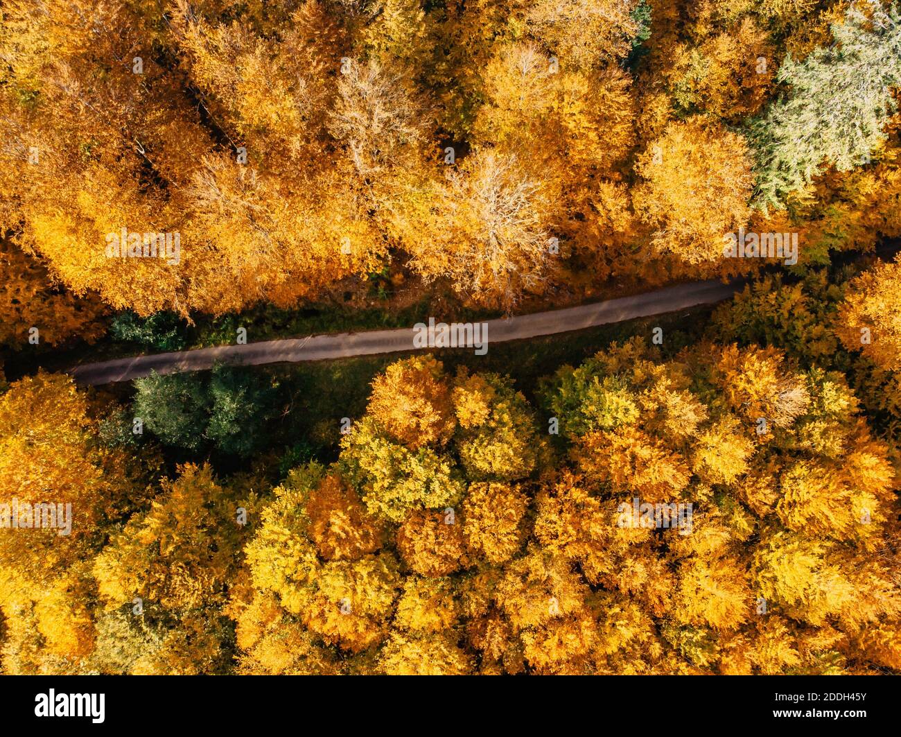Fall forest landscape with rural road view from above. Colorful nature background. Autumn forest aerial drone view.Idyllic fall scenery from a birds e Stock Photo