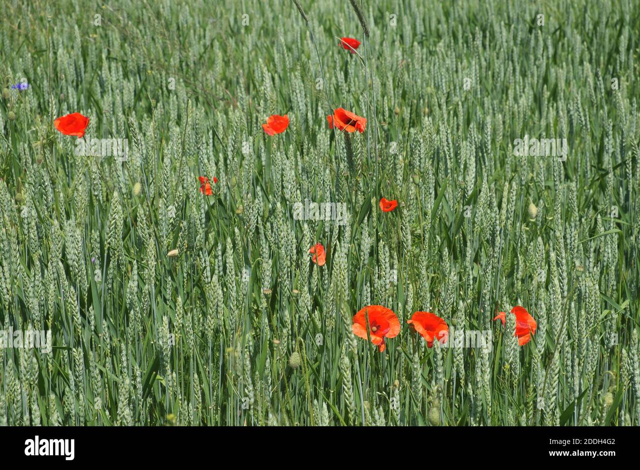 Red poppy among the field grasses in summer. Beautiful wildflowers. Untouched nature. Stock Photo