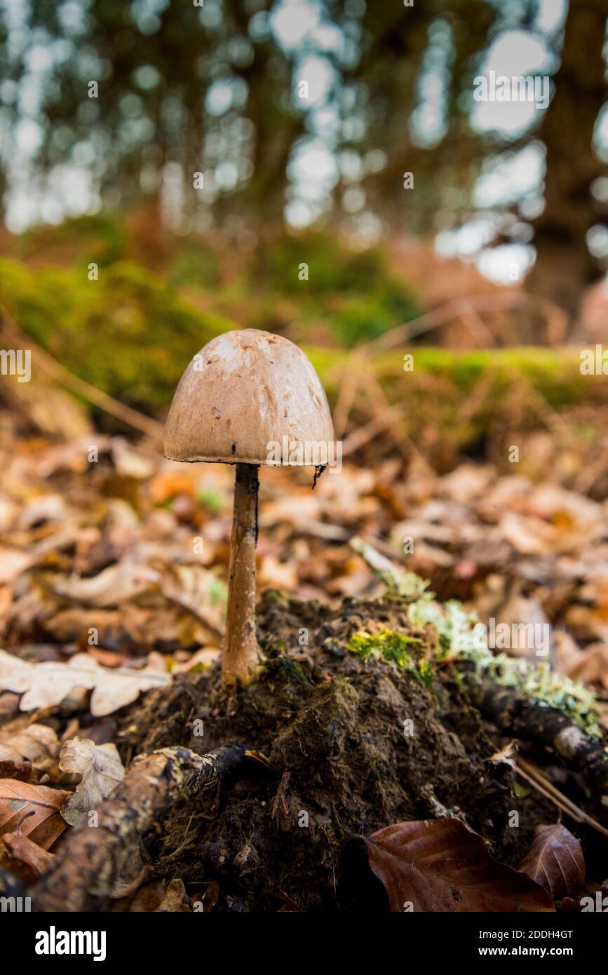 Solitary mushroom in the woodland Stock Photo