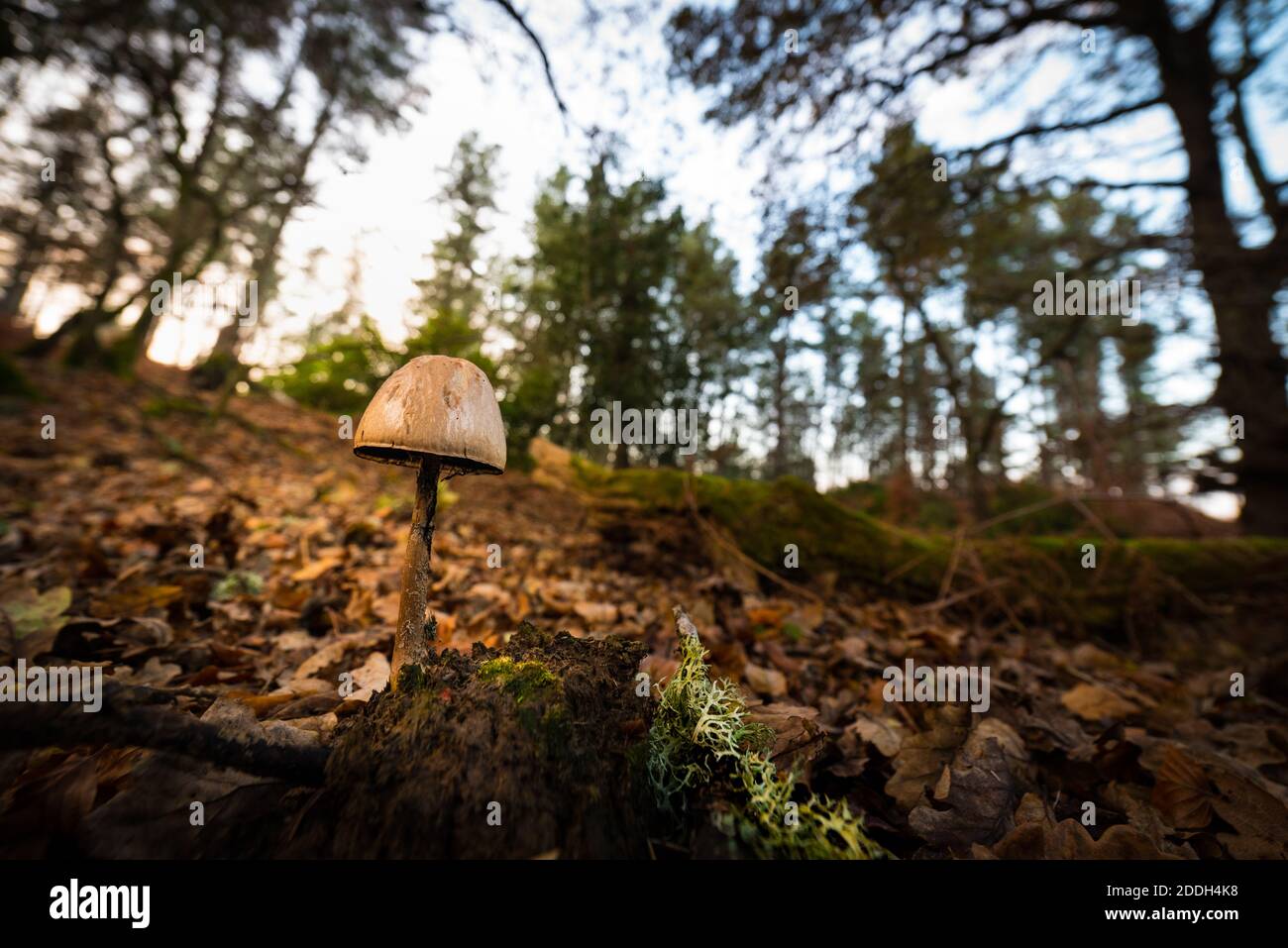 Solitary mushroom in the woodland Stock Photo