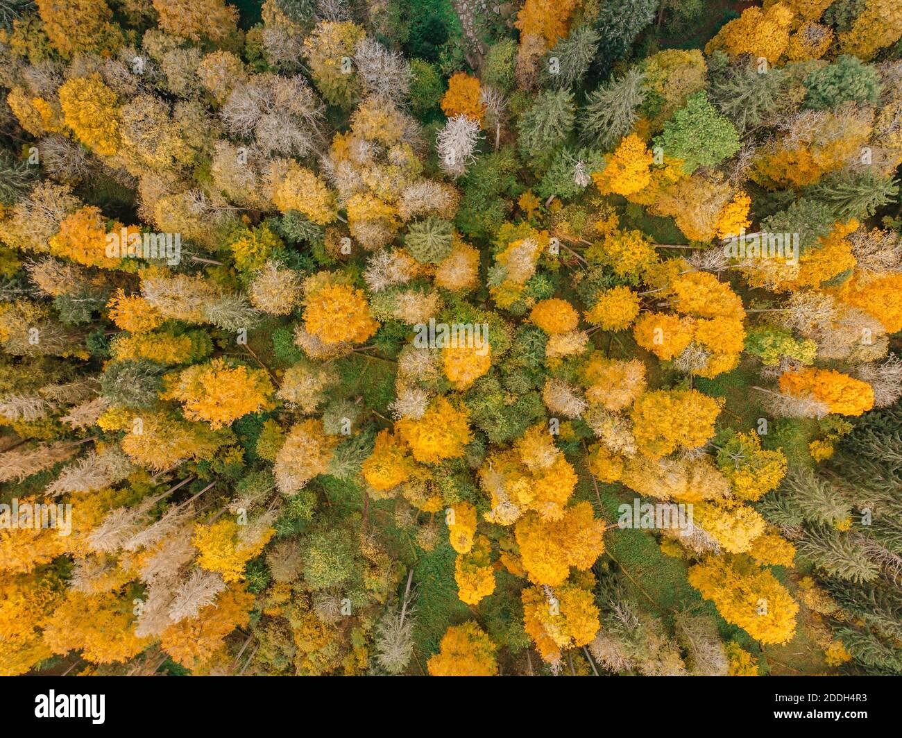 Fall forest landscape view from above.Colorful nature background.Autumn forest aerial drone view.Idyllic fall scenery from a birds eye view.Top view Stock Photo