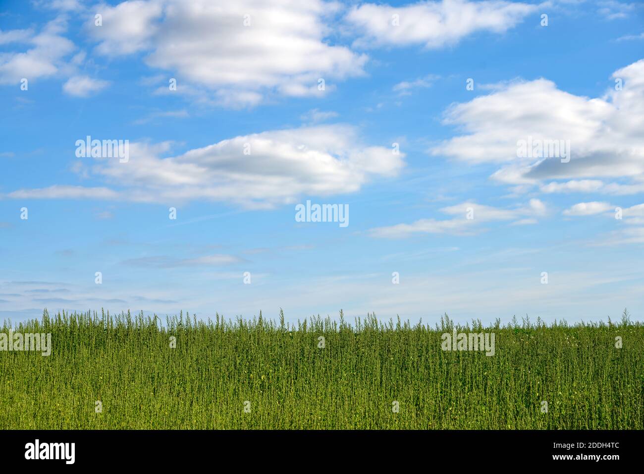 Crop used to produce biogas Stock Photo