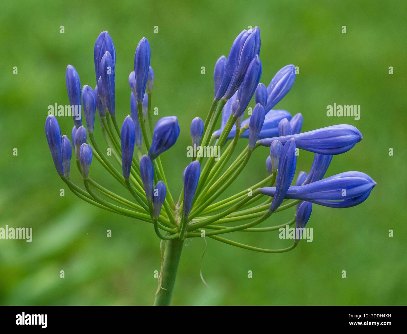 Close-up of Agapanthus flower with green out of focus background Stock Photo