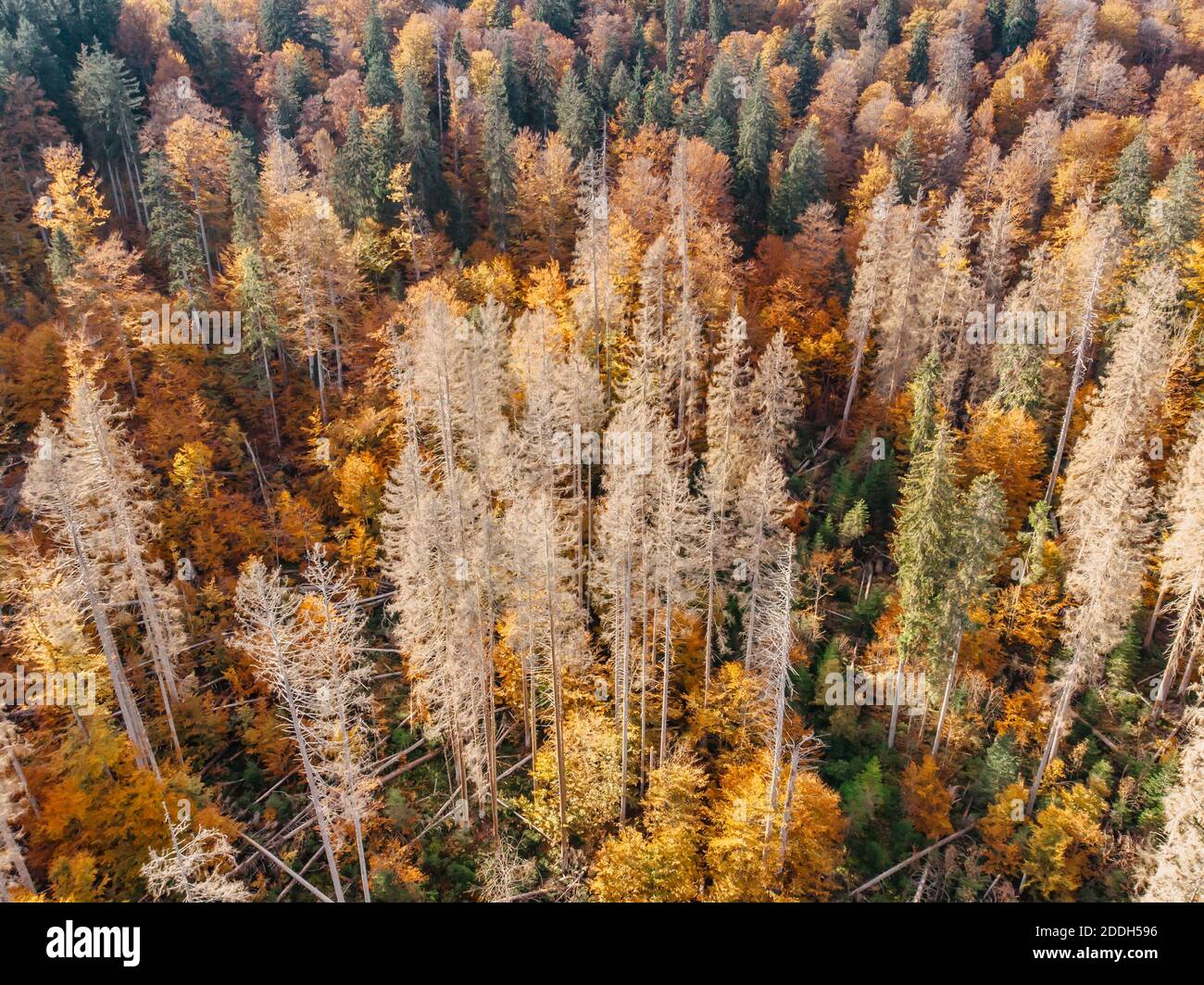 Fall forest landscape view from above.Colorful nature background.Autumn forest aerial drone view.Idyllic fall scenery from a birds eye view.Top view t Stock Photo