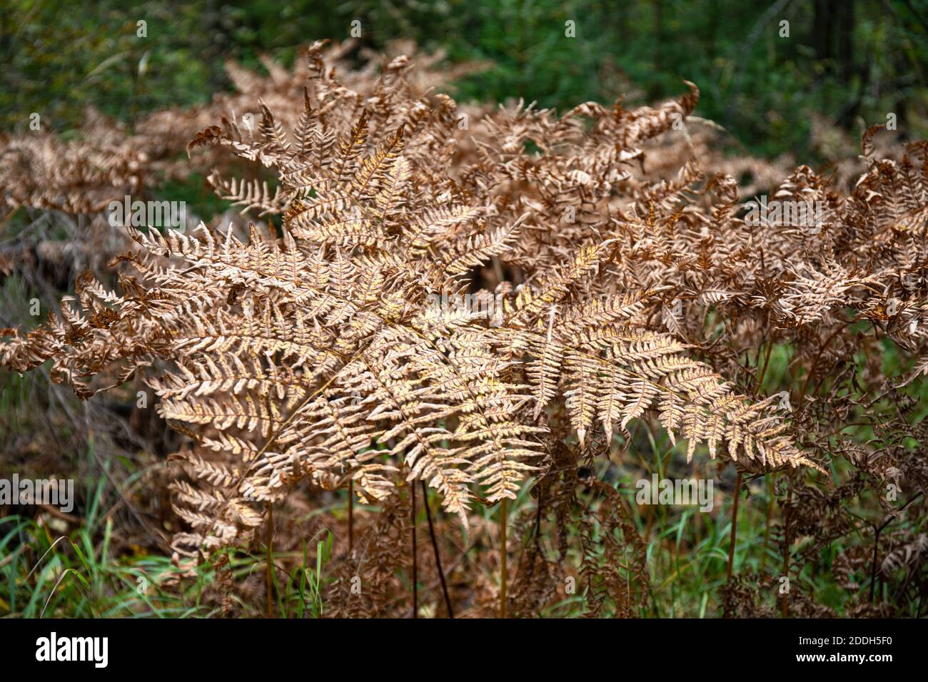 Dying fern in fall hires stock photography and images Alamy