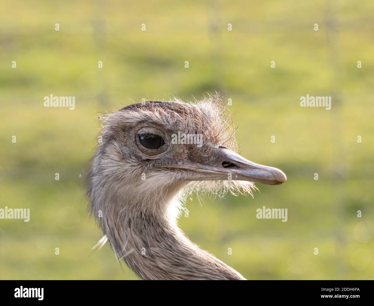 A detailed headshot of an Emu, backlit by low sun. Stock Photo