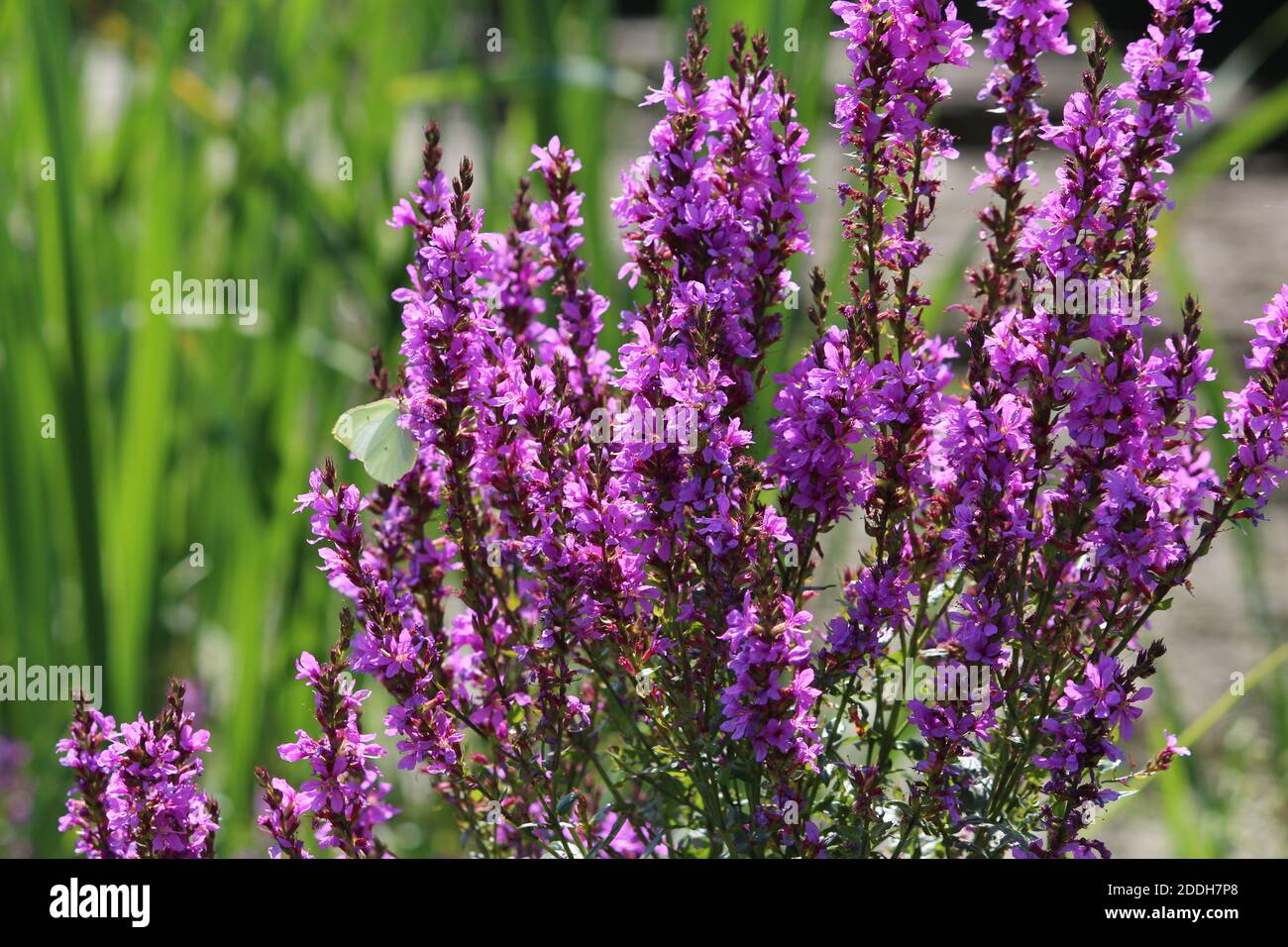 Lythrum salicaria or purple-loosestrife or The Beast or Purple Tide or Purple Scourge or Beautiful Killer. Light yellow butterfly feeds. Stock Photo