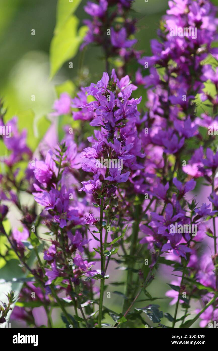 Wild pink flowers close up. The play of sunlight on purple petals. Wonderful floral landscape. Lythrum salicaria. Purple-loosestrife Stock Photo