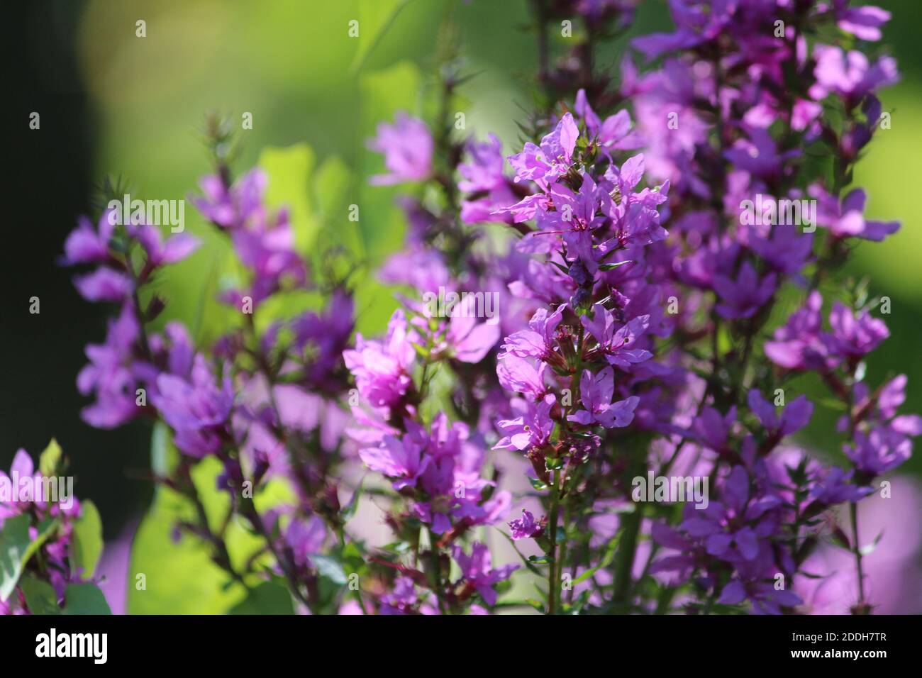 Bright magical pink and purple flowers on a sunny green background. Wild pink flowers close up. Lythrum salicaria or purple-loosestrife. Stock Photo