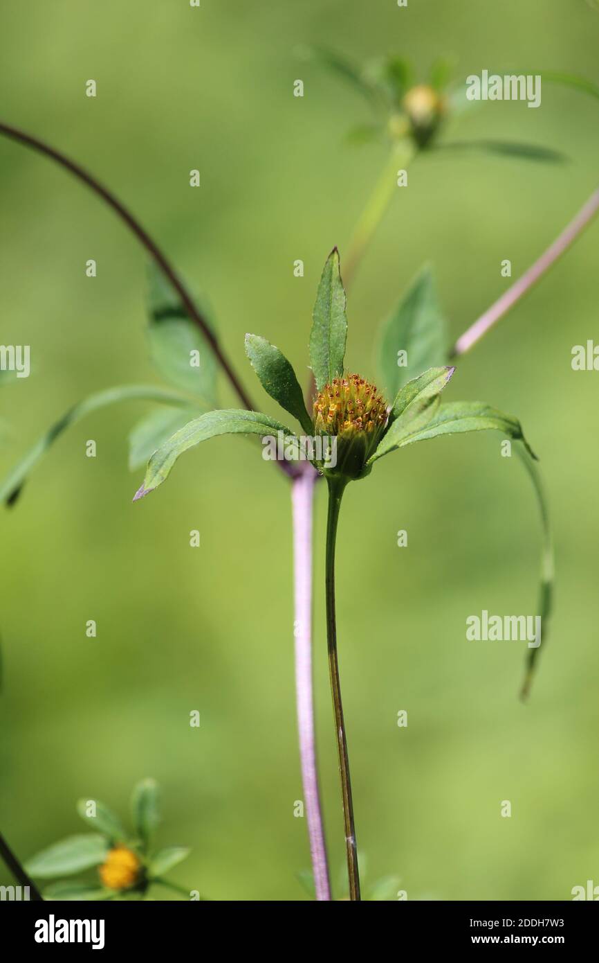Golden yellow flower in sunlight on a summer day on a green background. Bidens frondosa or American bur-marigold or Beggars' ticks or beggar's-lice. Stock Photo
