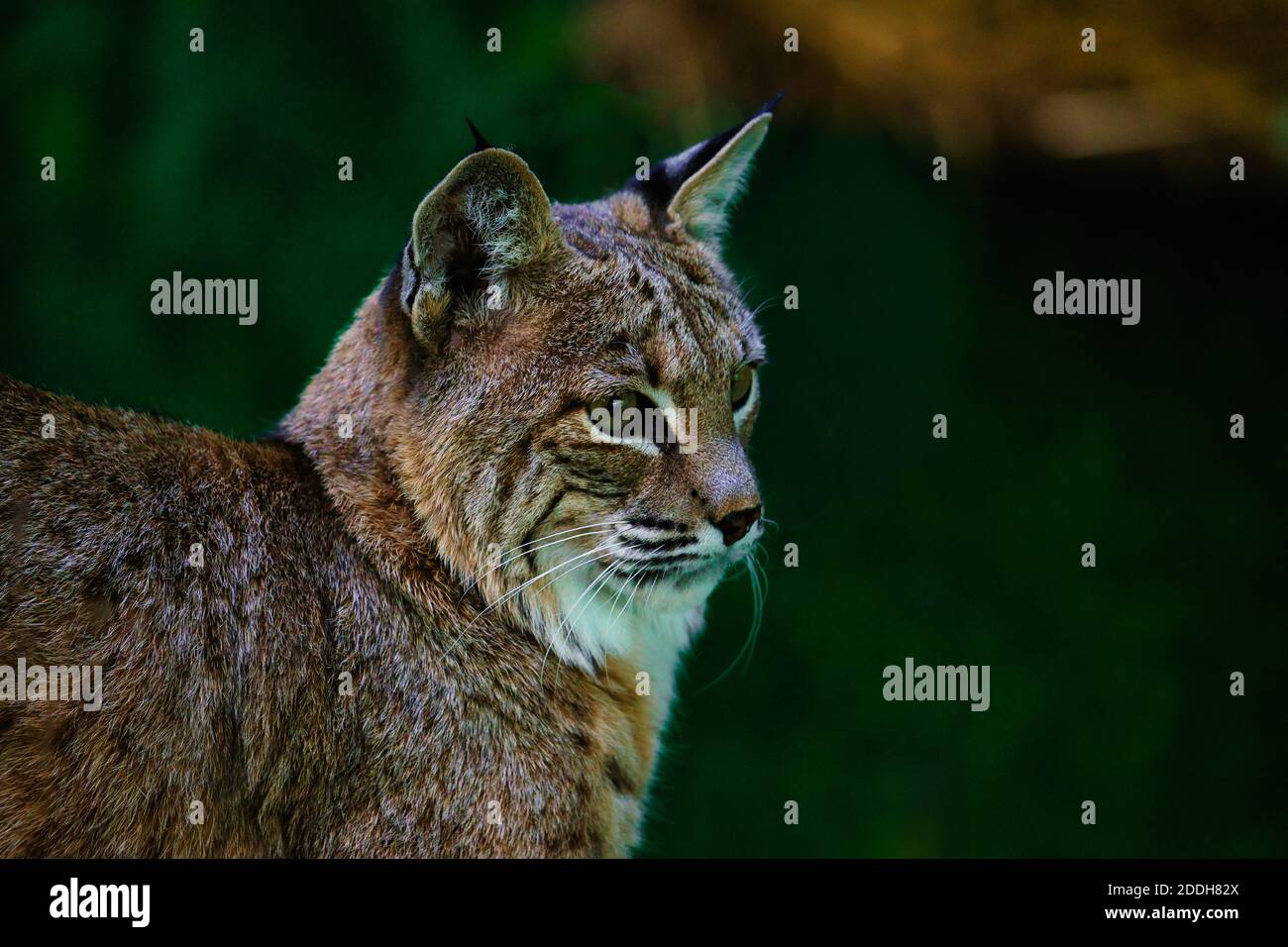 The intense stare of a Bobcat will make anyone stand up and take notice. Stock Photo