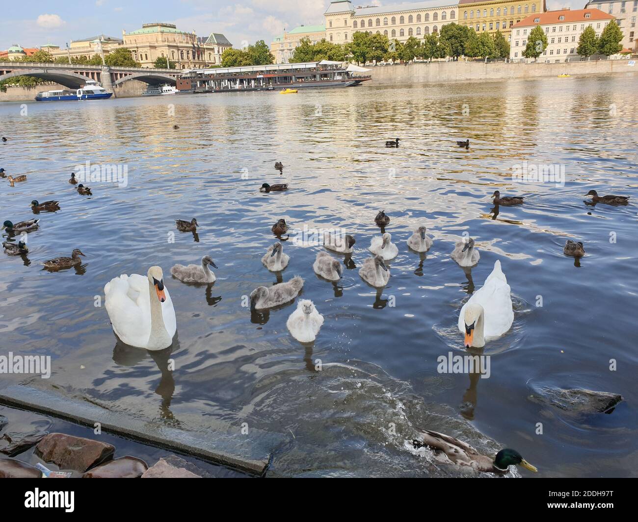 Swans in Vltava River along by Charles Bridge, Prague, Czech Republic, Europe Stock Photo
