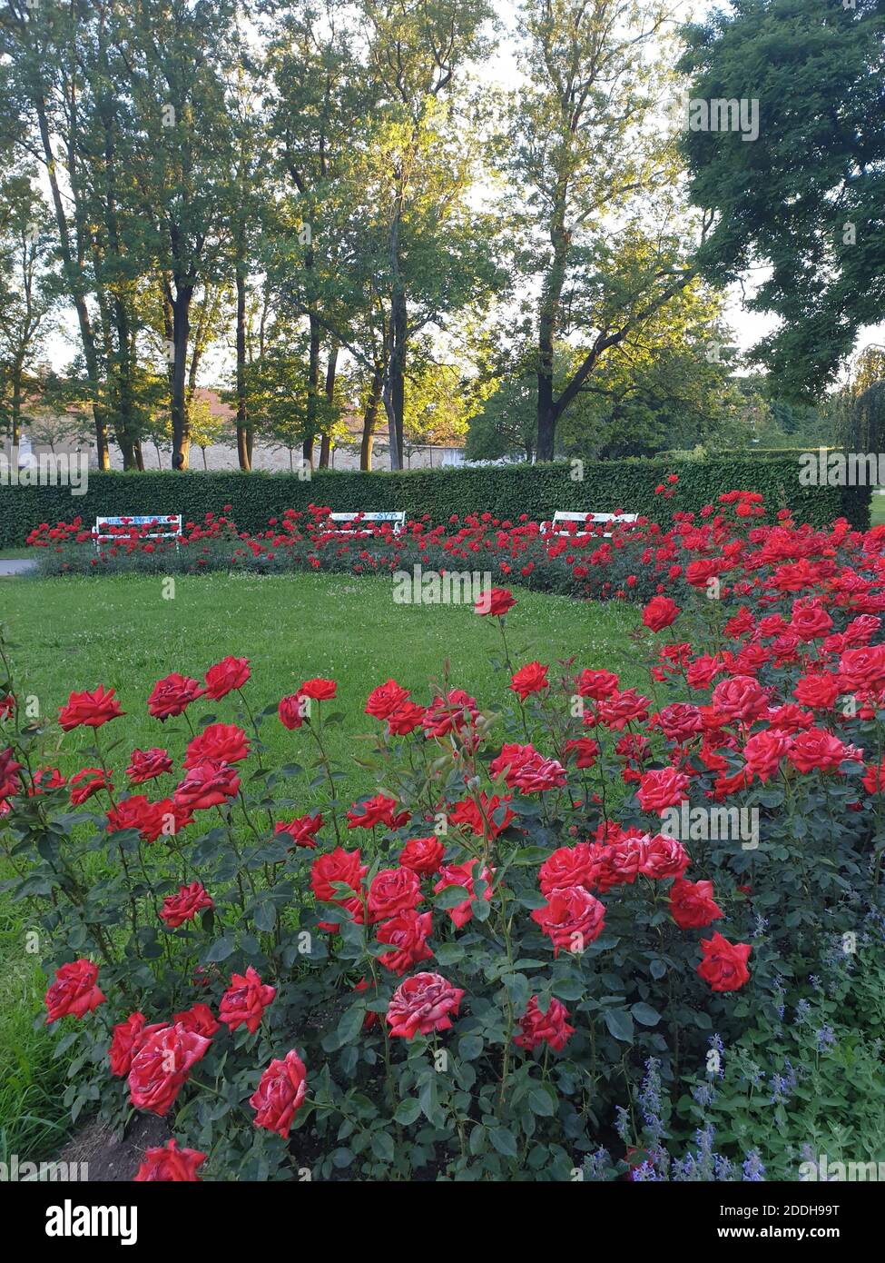 Summer Rose Garden on Petrin hill in  Prague Czech Republic, Europe Stock Photo