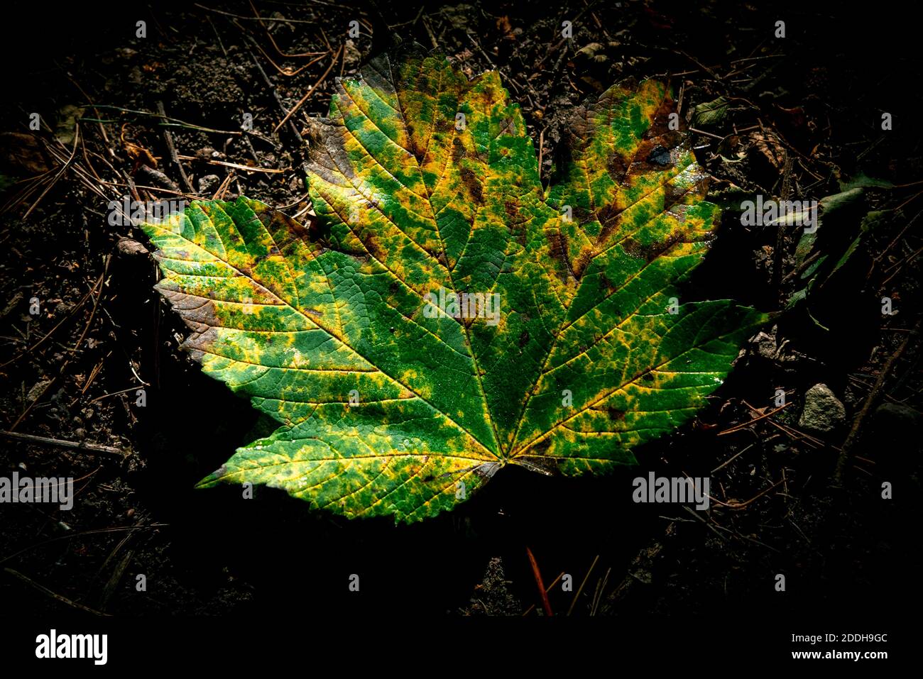 Green autumnal leaf laying on soil Stock Photo