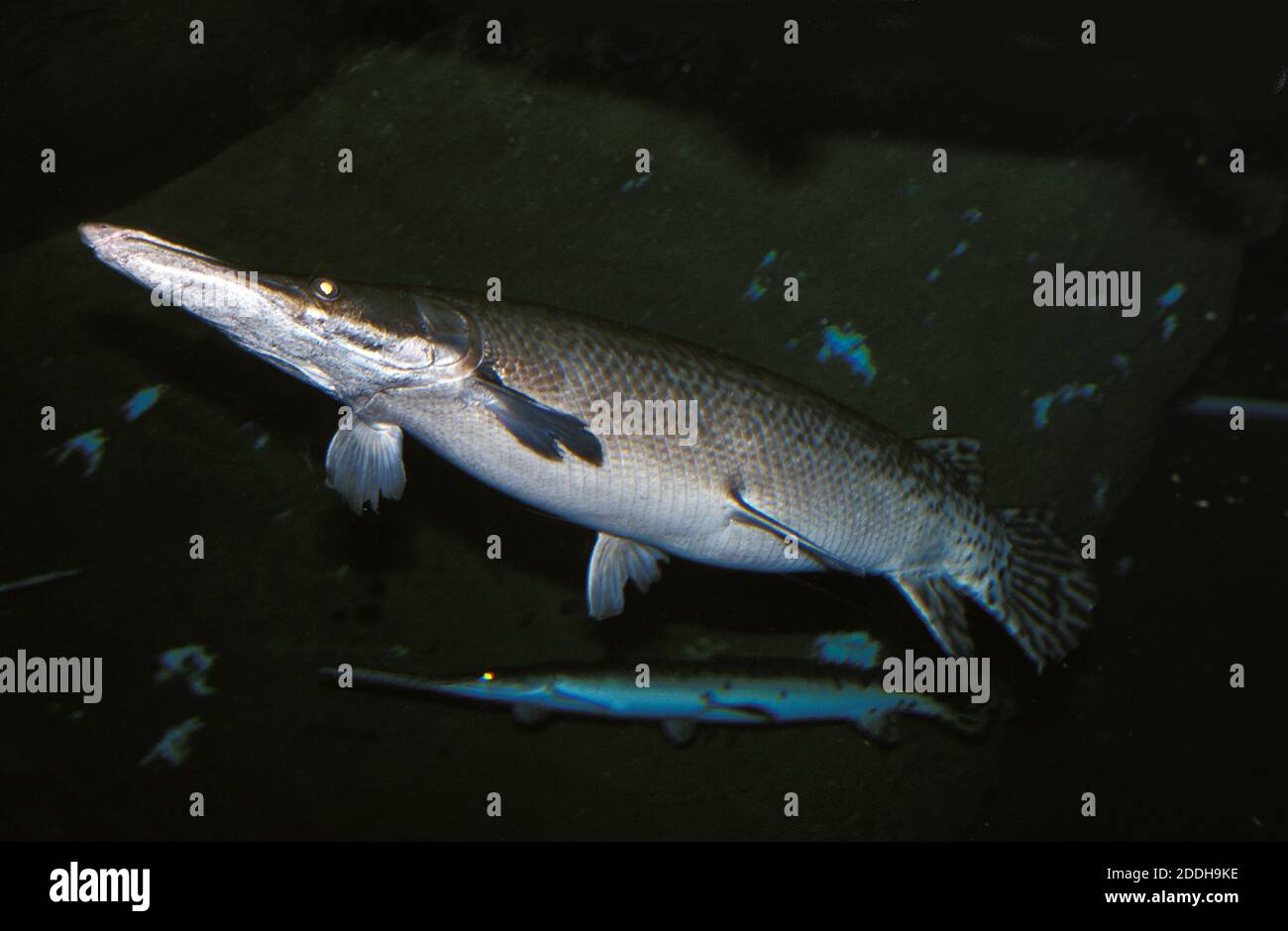Alligator Gar, atractosteus spatula, Adult Stock Photo