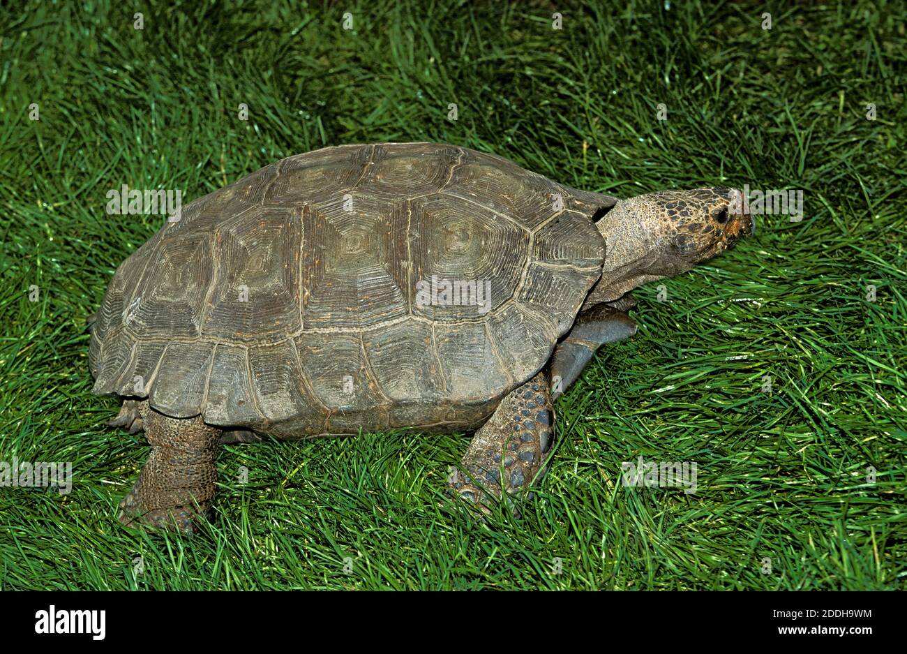 Tortoise, Adult Stock Photo