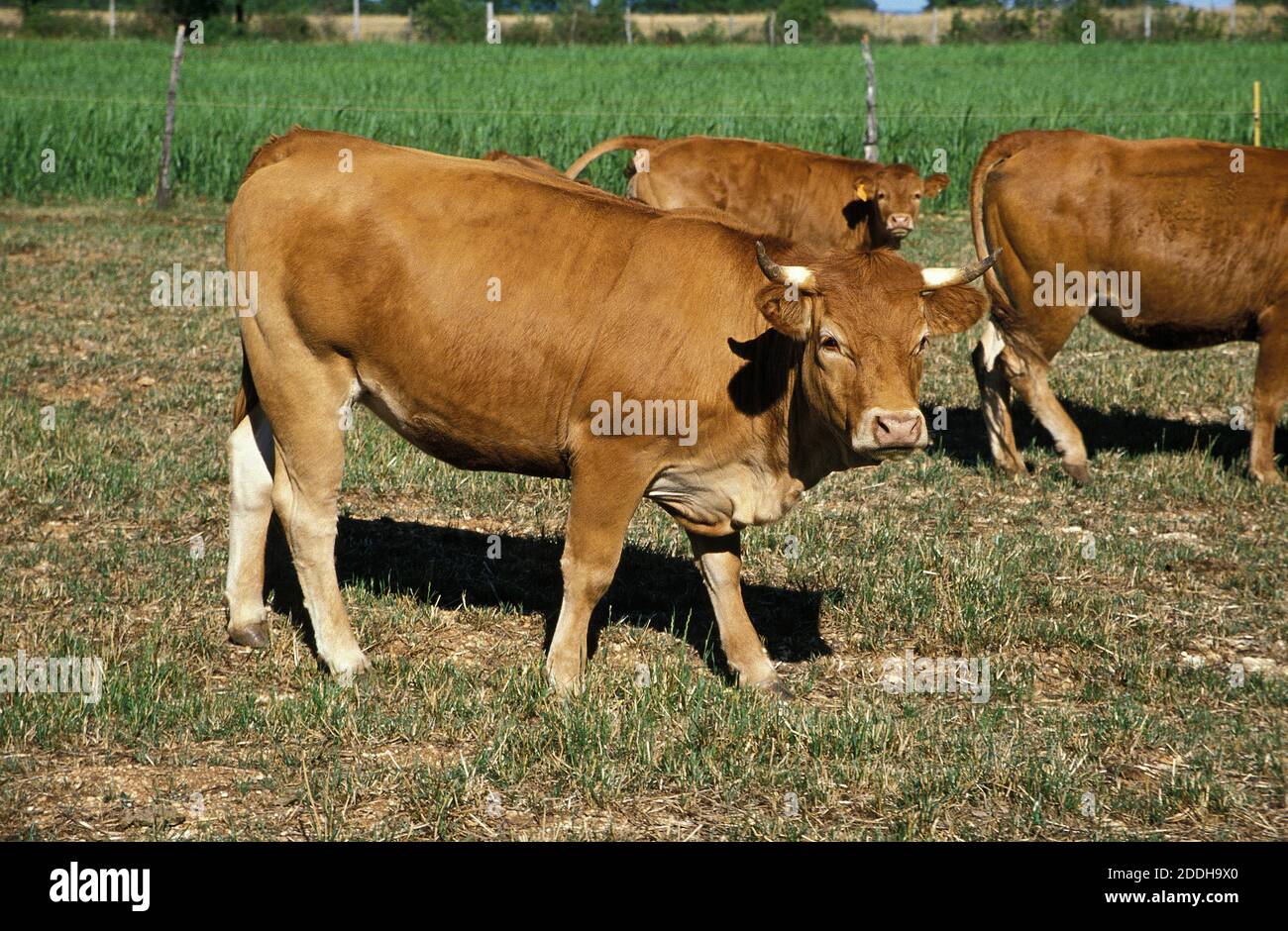 Limousine Cattle, a French Breed, Herd of Cows Stock Photo - Alamy