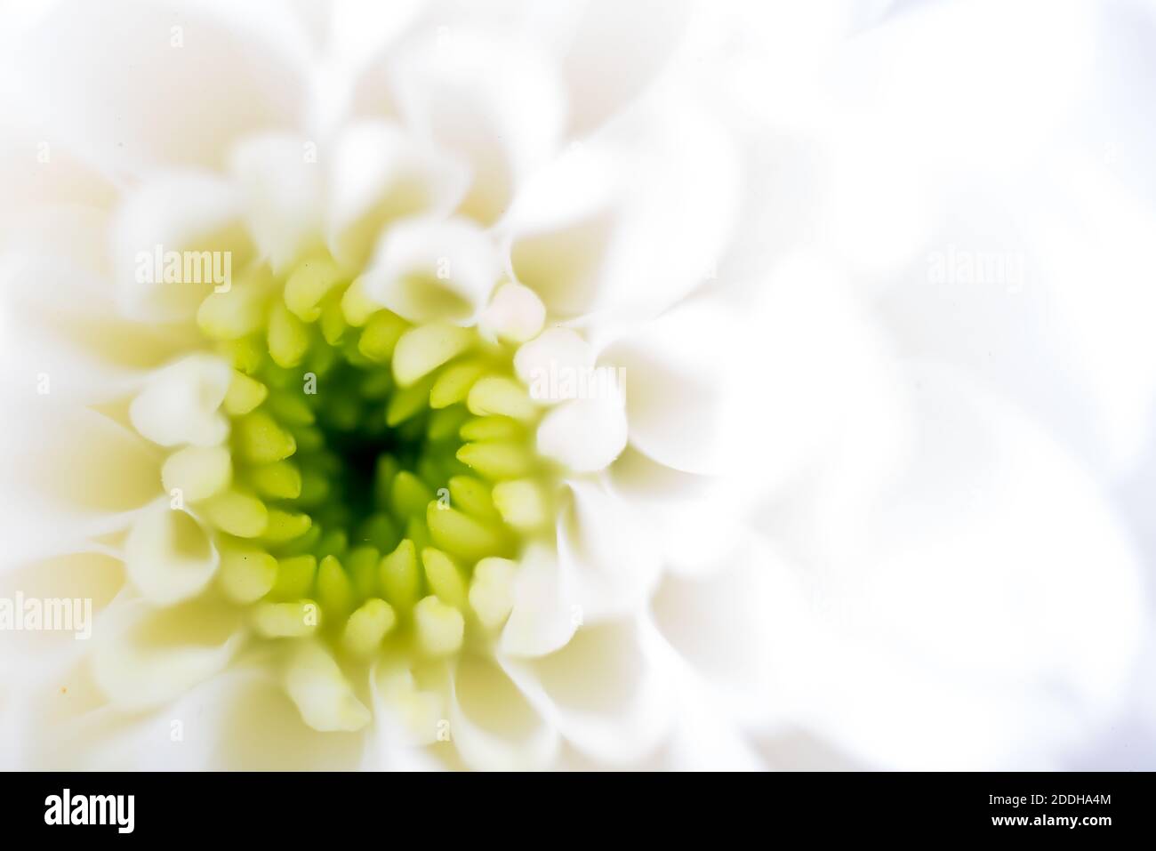 Beautiful white Chrysanthemum flower Stock Photo
